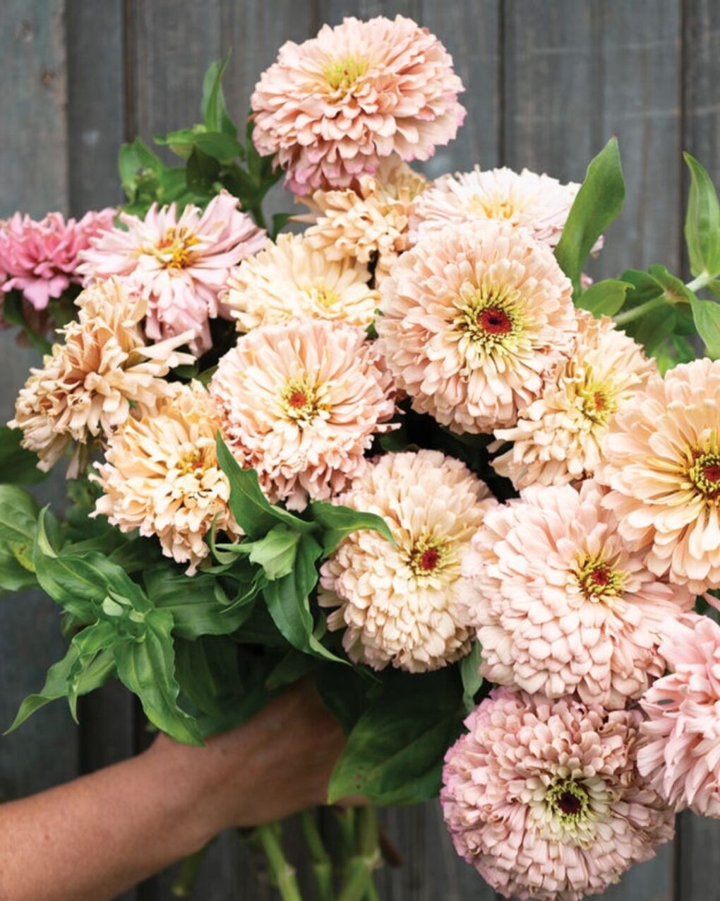 Bloom & Grow: Cut Flowers 101 - May 1st - Image 3