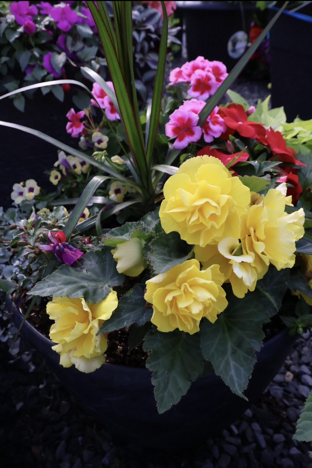 The Art of The Annual Planter - April 5th - Image 3