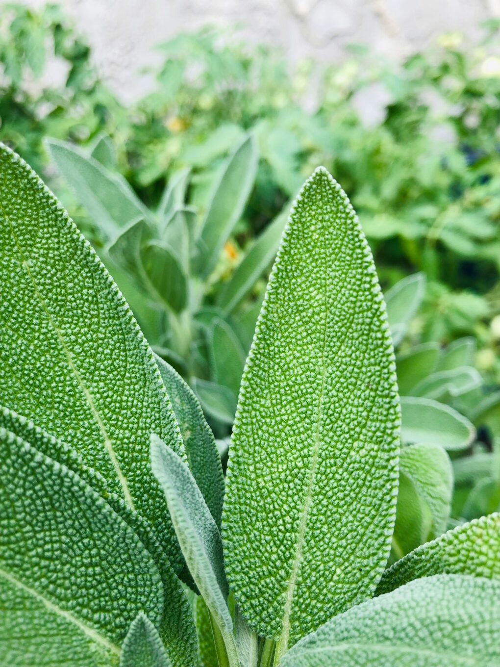 Herbs and Mocktails: Thyme To Sip - May 24th - Image 5