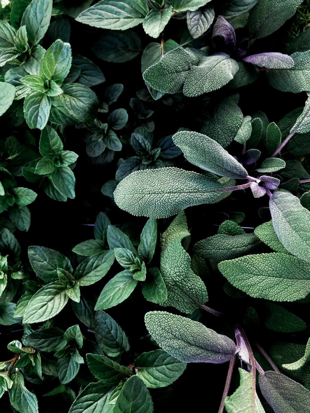 Herbs and Mocktails: Thyme To Sip - May 24th - Image 6