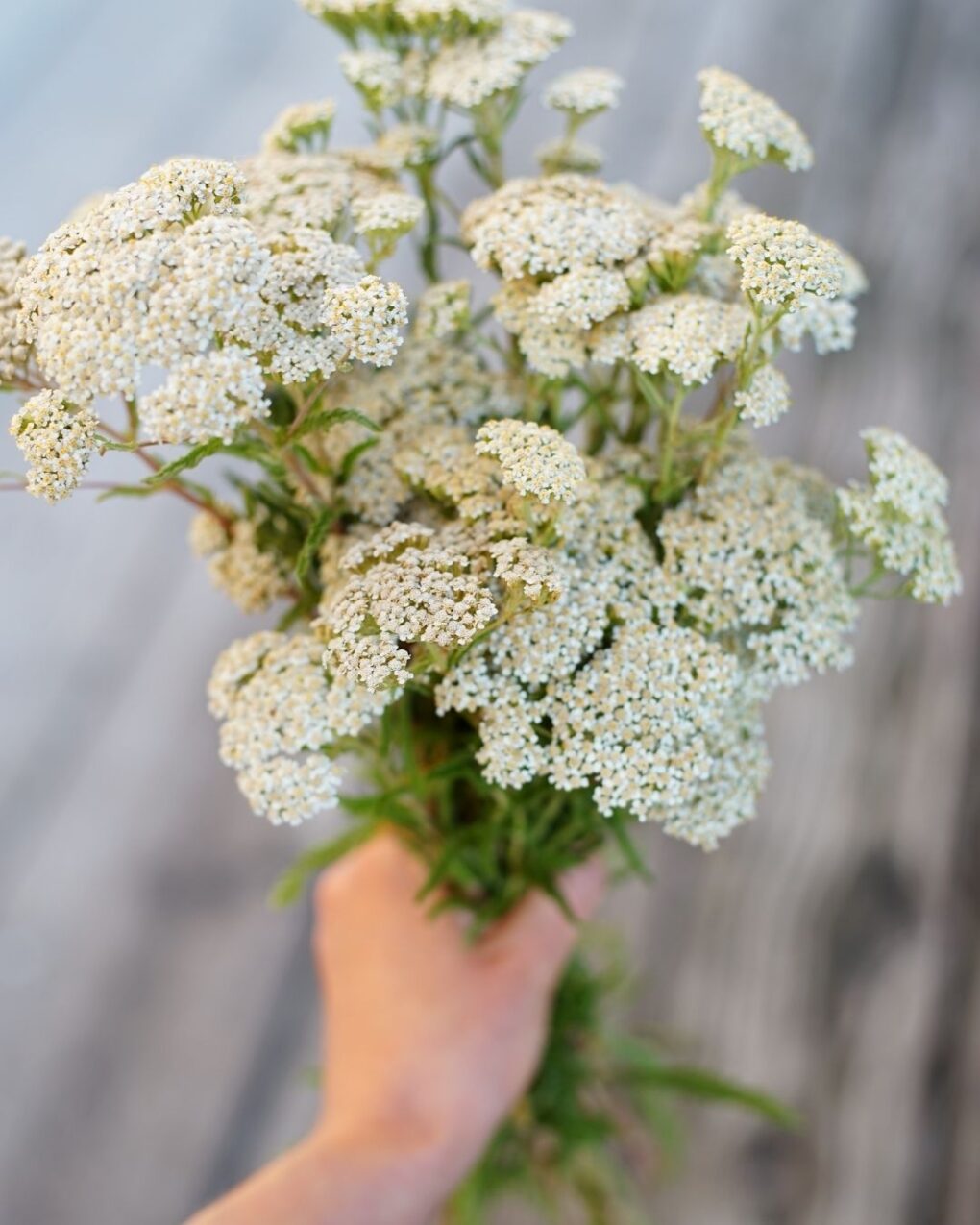 Bloom & Grow: Cut Flowers 101 - May 1st - Image 4