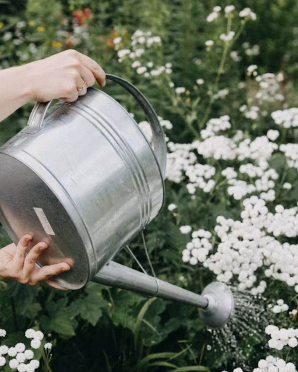 Bloom & Grow: Cut Flowers 101 - May 1st - Image 6