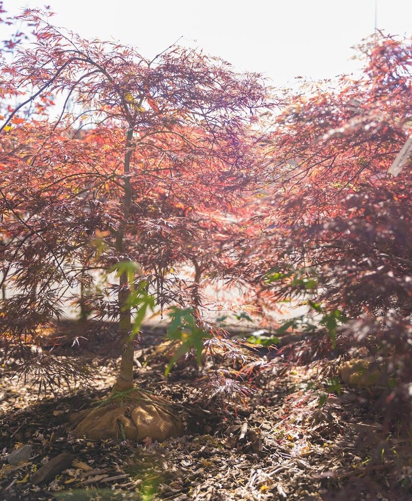 Acer tataricum subsp. ginnala (Amur Maple)