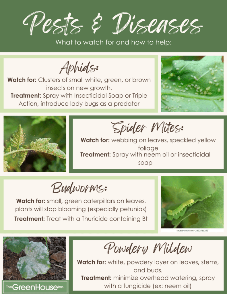 GreenHouse Nursery