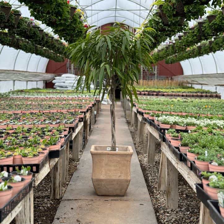 Ficus Alii Braid 12"