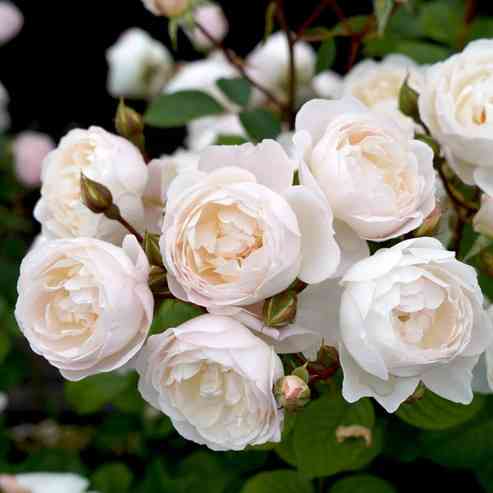 Desdemona Rose - 3 Gallon