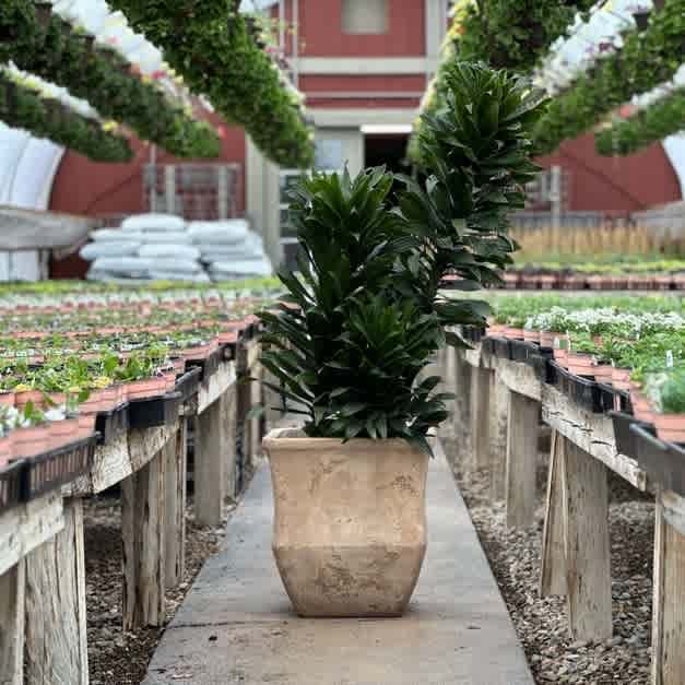 Dracaena Janet Craig 12"