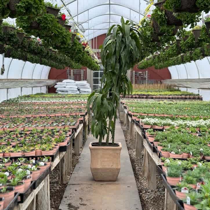 Dracaena Lisa Cane 'Elegans' 14"