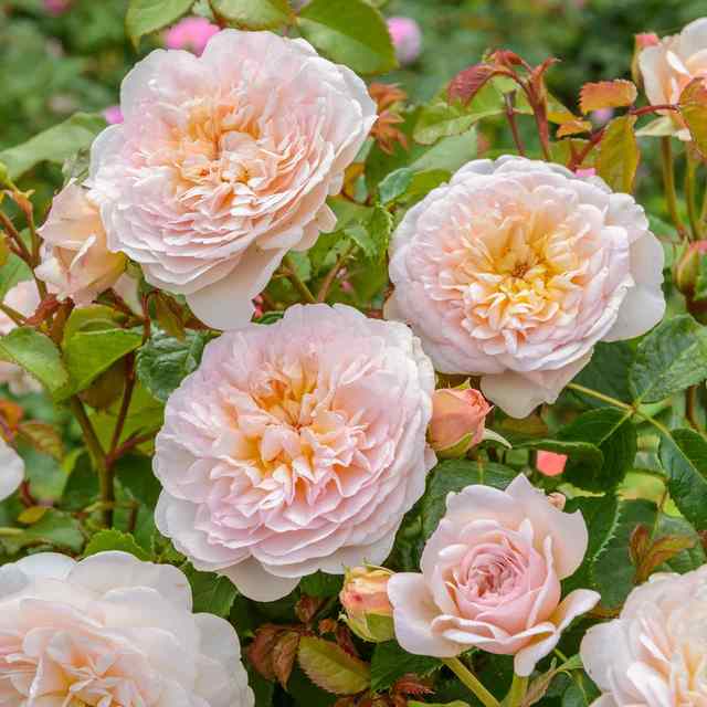 Emily Brontë Rose 36" Tree Form