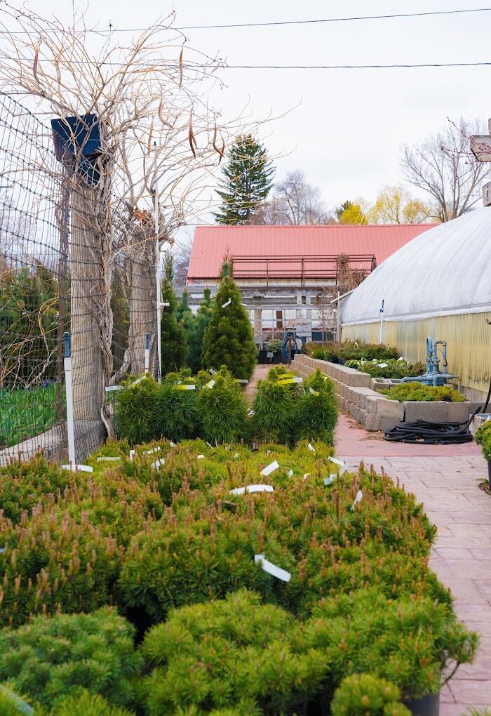 Evergreen Shrub