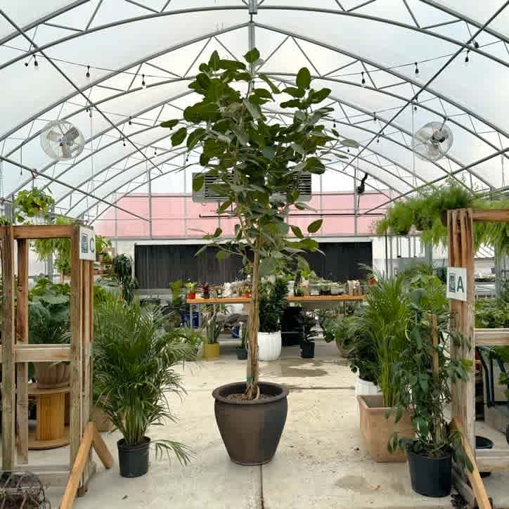 Ficus Audrey Standard 17"