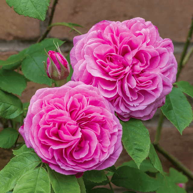 Gertrude Jekyll Rose - 3 Gallon