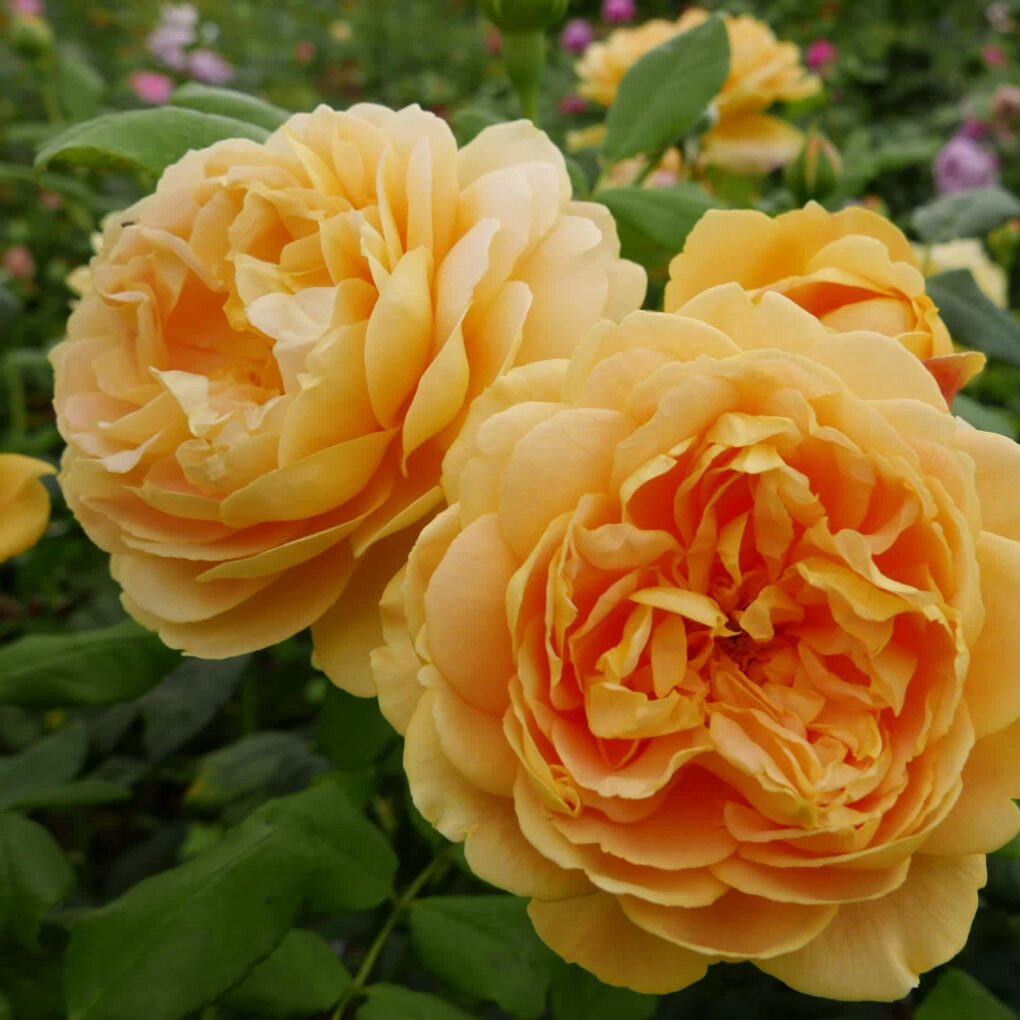 Golden Celebration Rose - 3 Gallon