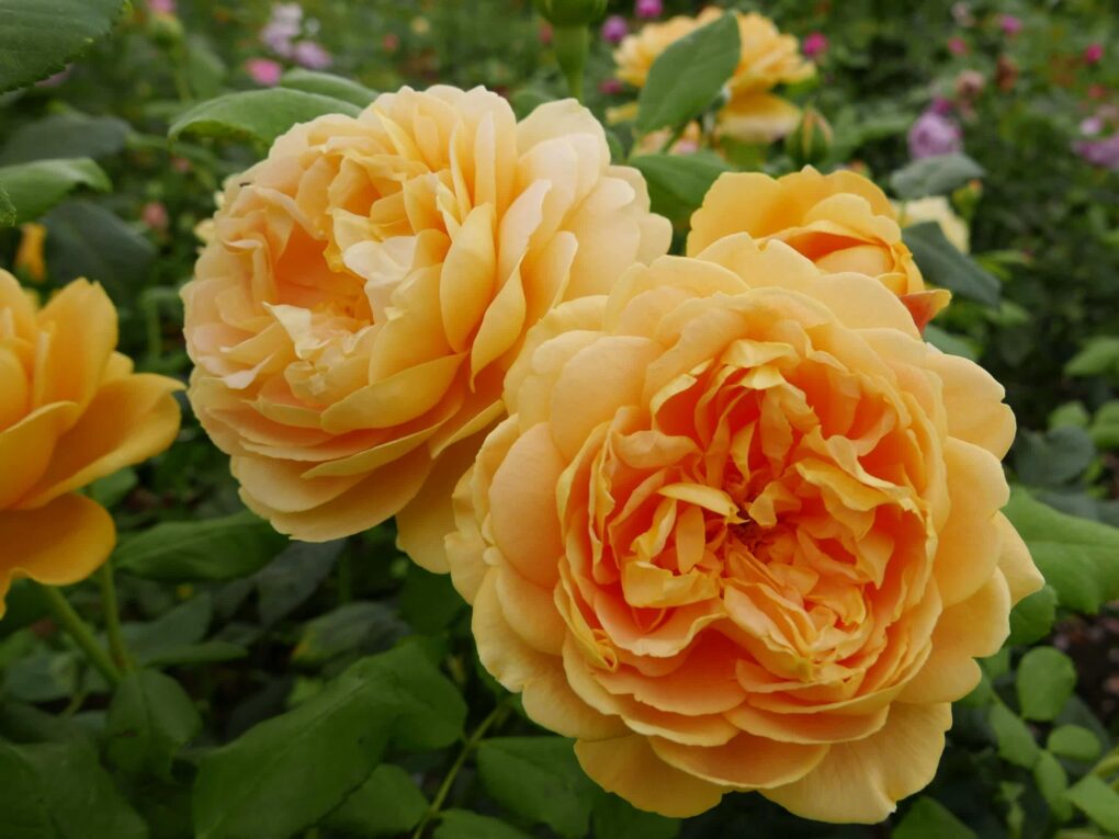 Golden Celebration Rose - 3 Gallon