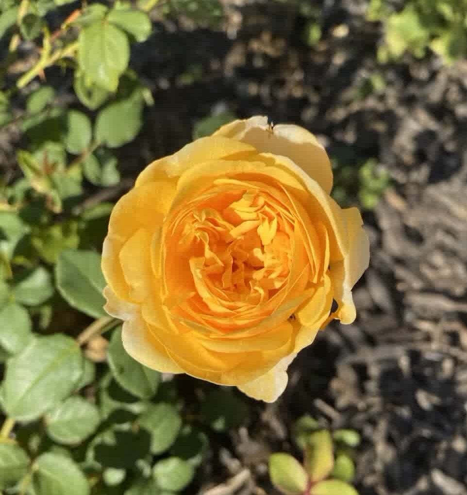 The Poet’s Wife Rose - 3 Gallon