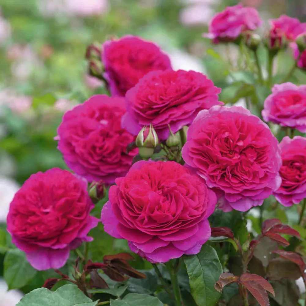 Gabriel Oak Rose - 3 Gallon