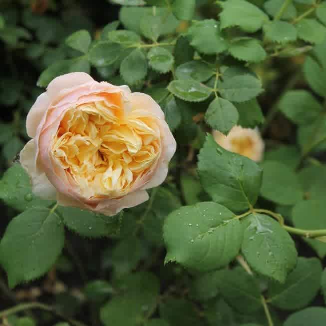 Charles Darwin Rose - 3 Gallon