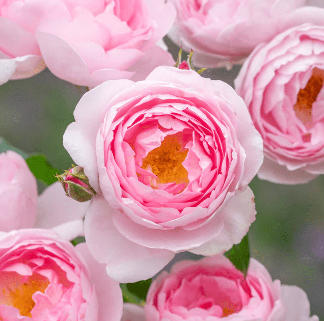 Scepter’d Isle Rose (Own Root) - 3 Gallon