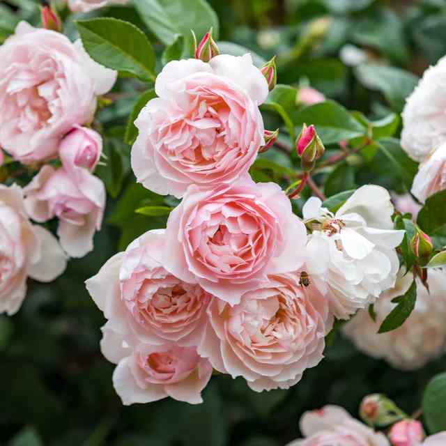 Generous Gardener Rose - 3 Gallon