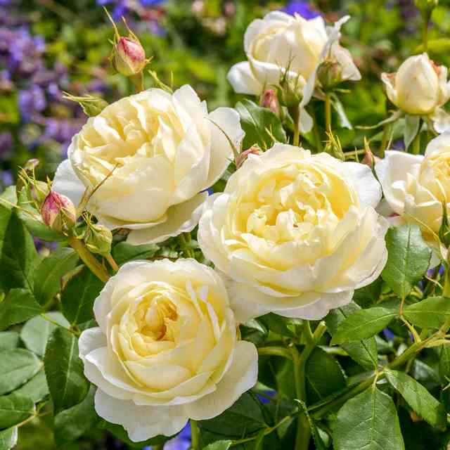 Vanessa Bell Rose - 3 Gallon