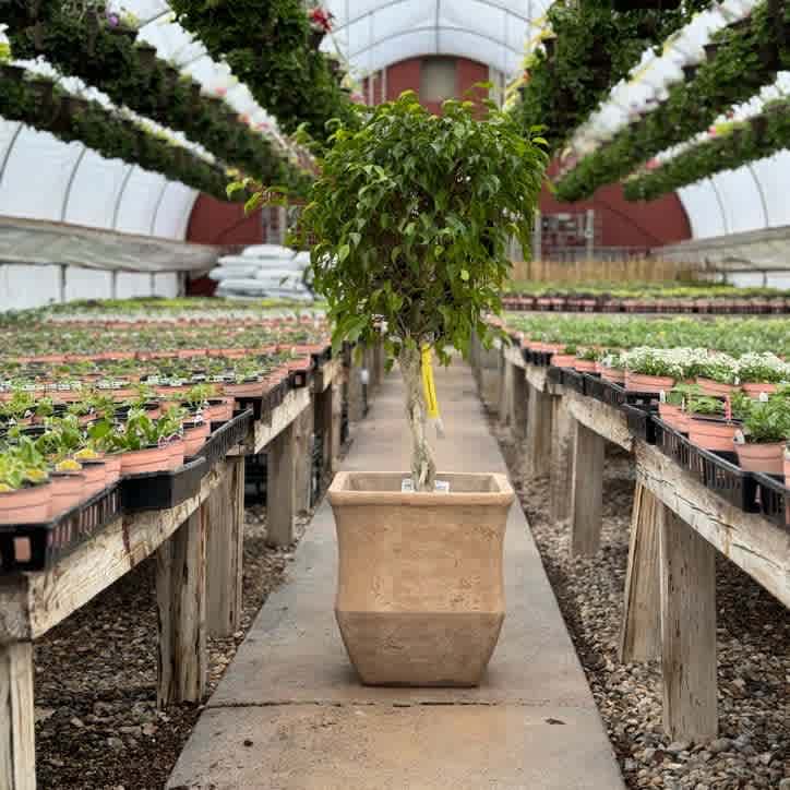 Weeping Fig (Ficus Benjamina) Braid 12"