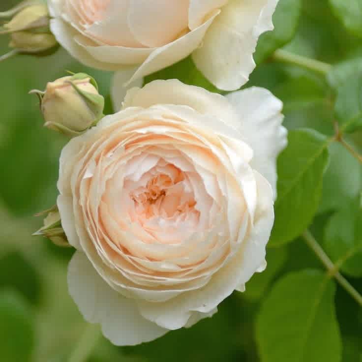 Windermere Rose - 3 Gallon