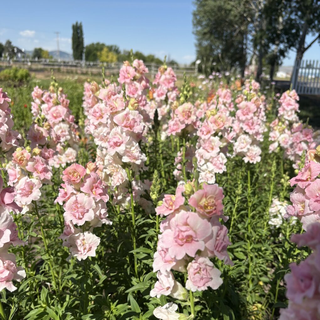 Yoga & U-Pick at The Flower Farm - August 9th - Image 3