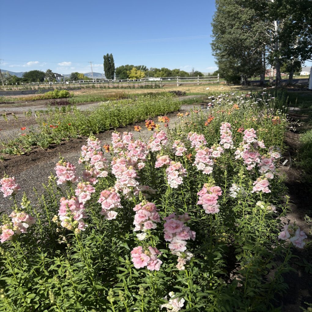 Yoga & U-Pick at The Flower Farm - August 9th - Image 4