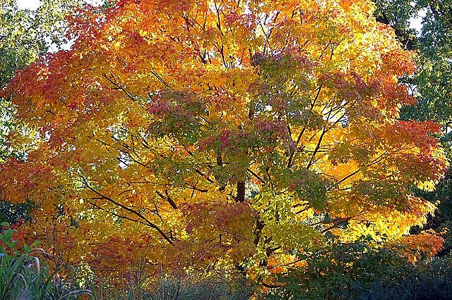 Acer sac Green Mountain (Green Mountain Maple)