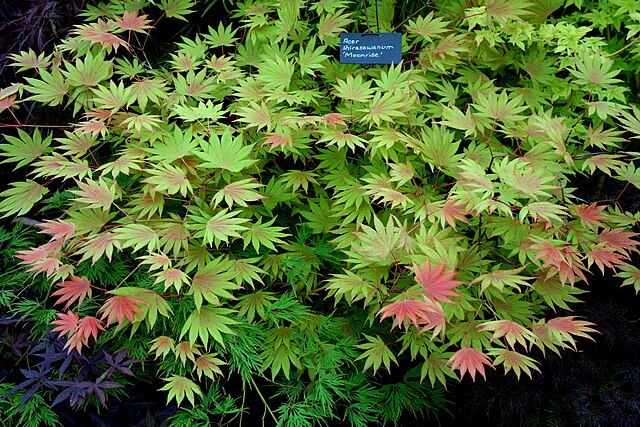 Acer shir. Moonrise (Moonrise Full Moon Maple)