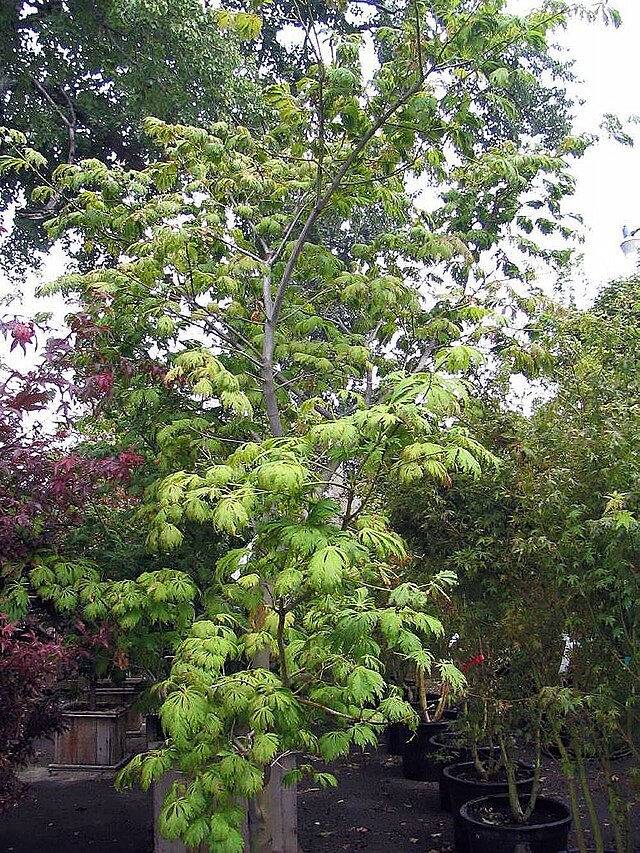 Acer japonicum 'Aconitifolium' Full Moon Japanese Maple