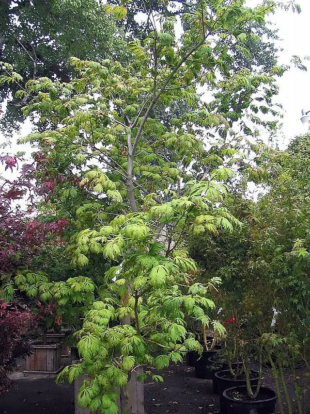 Acer japonicum 'Aconitifolium' Full Moon Japanese Maple
