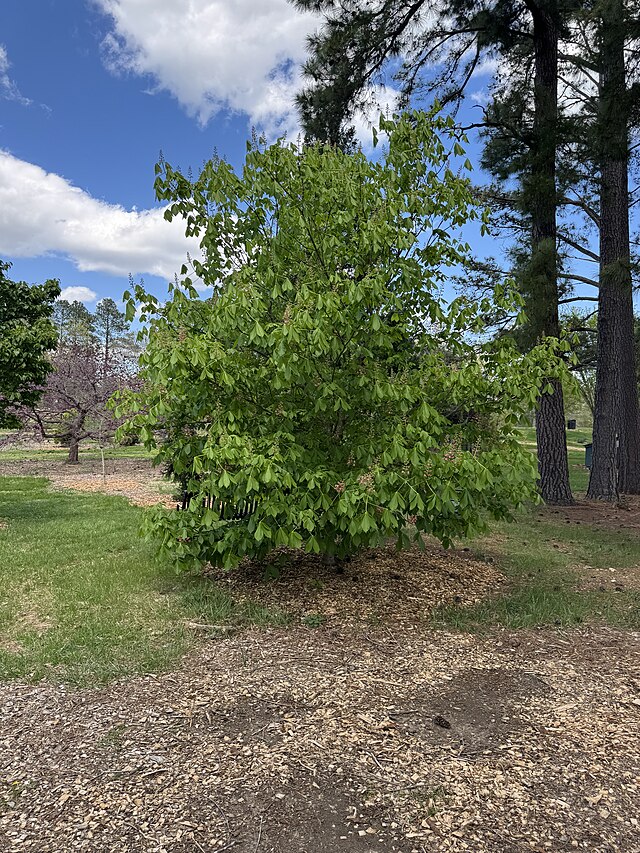 Aesculus x carnea 'Fort McNair' (Fort McNair Red Horse Chestnut)