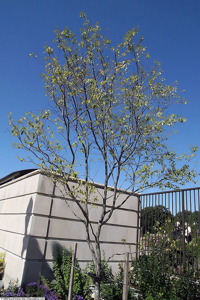 Amelanchier x g. Autumn Brilliance (Autumn Brilliance Serviceberry Multistem)