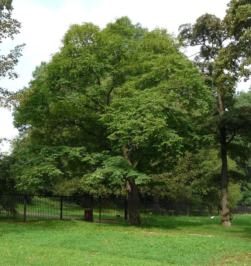 Cladrastis kentukea (American Yellowwood)
