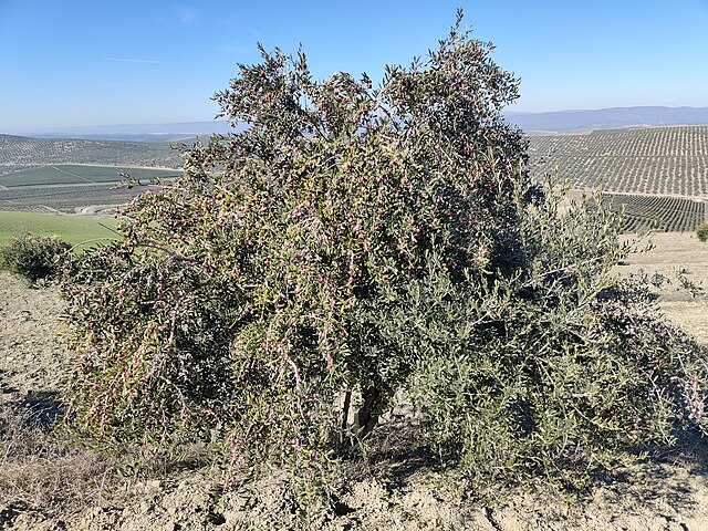 Olea europaea 'Arbequina' (Arbequina Olive)  Edible