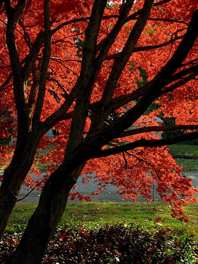 Acer p Bloodgood (Bloodgood Japanese Maple)