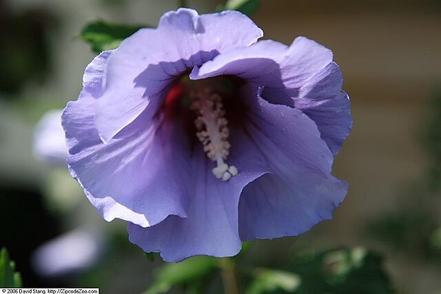 Hibiscus s. Azurri Blue Satin (Tree- Blue Satin Rose of Sharon Hibiscus)