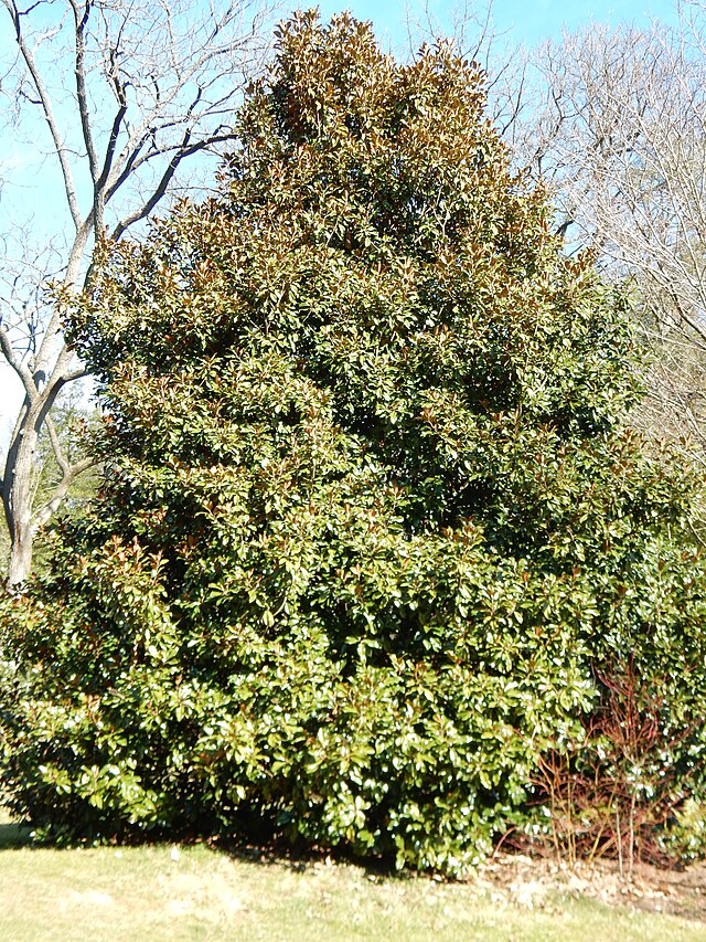 Magnolia grandiflora 'Bracken's Brown Beauty'