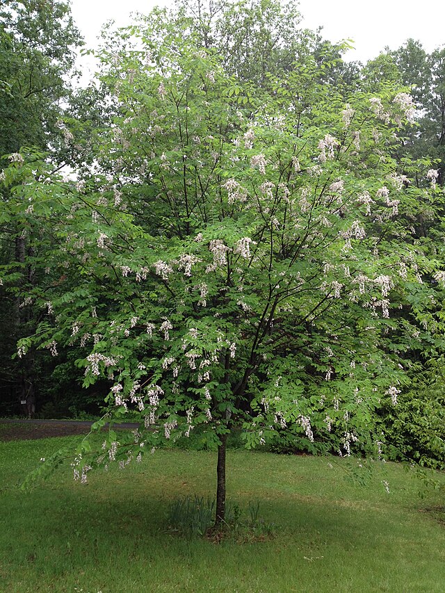 Cladrastis kentukea Perkins Pink (Perkins Pink Yellowwood)