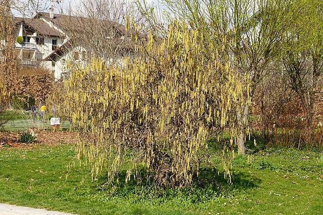 Corylus avellana Contorta (Contorted Filbert) - GreenHouse Nursery