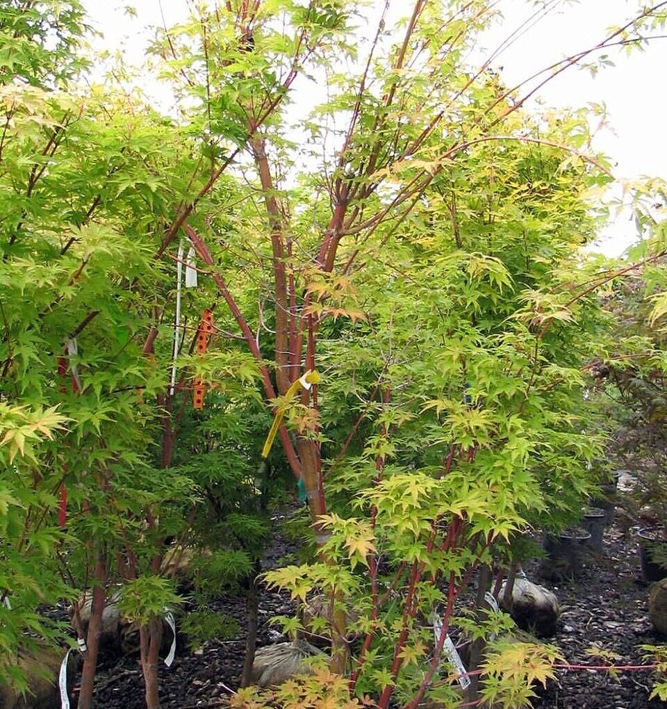Acer p. Sango Kaku (Coral Bark Japanese Maple)