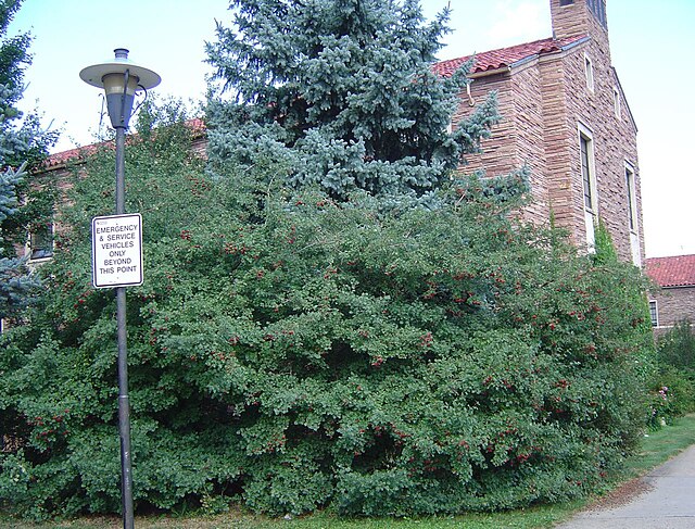 Crataegus Ambigua (Russian Hawthorn) multi stem