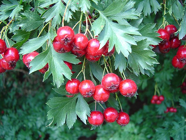 Alternative view of Crataegus Ambigua (Russian Hawthorn) multi stem