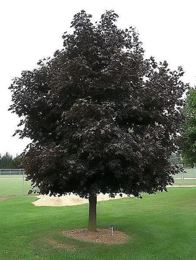 Acer p. Crimson King (Crimson King Maple)