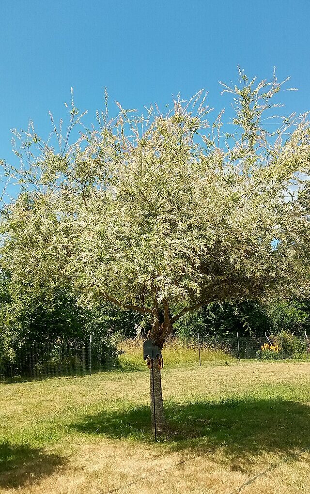 Salix int. Hakuro Nashiki std. (Dappled Willow-std.)