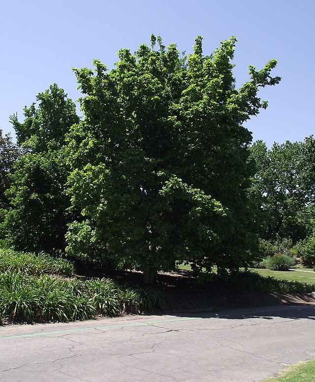 Magnolia a. x. Elizabeth (Elizabeth Magnolia)
