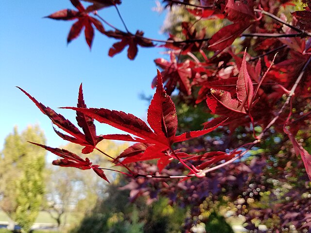 Acer p Emperor I (Emperor I Japanese Maple)