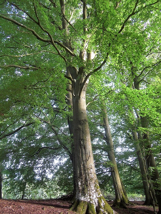 Fagus sylvatica European Beech