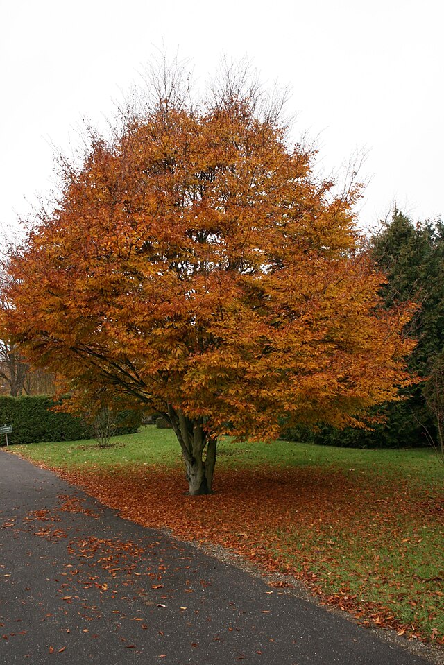 Fagus sylvatic 'Aspleniifolia' Fernleaf Beech